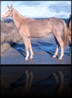 Enegul 47, palo. 1986 Turkmenistan (Azdepel–Elmaya) Elite, 8-7.5-8-8-4, 157-160-175-19.0 Dubna